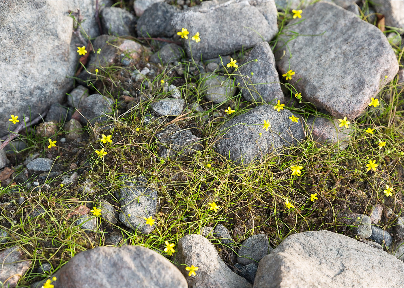 Image of Ranunculus reptans specimen.