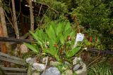 Lycaste macrophylla