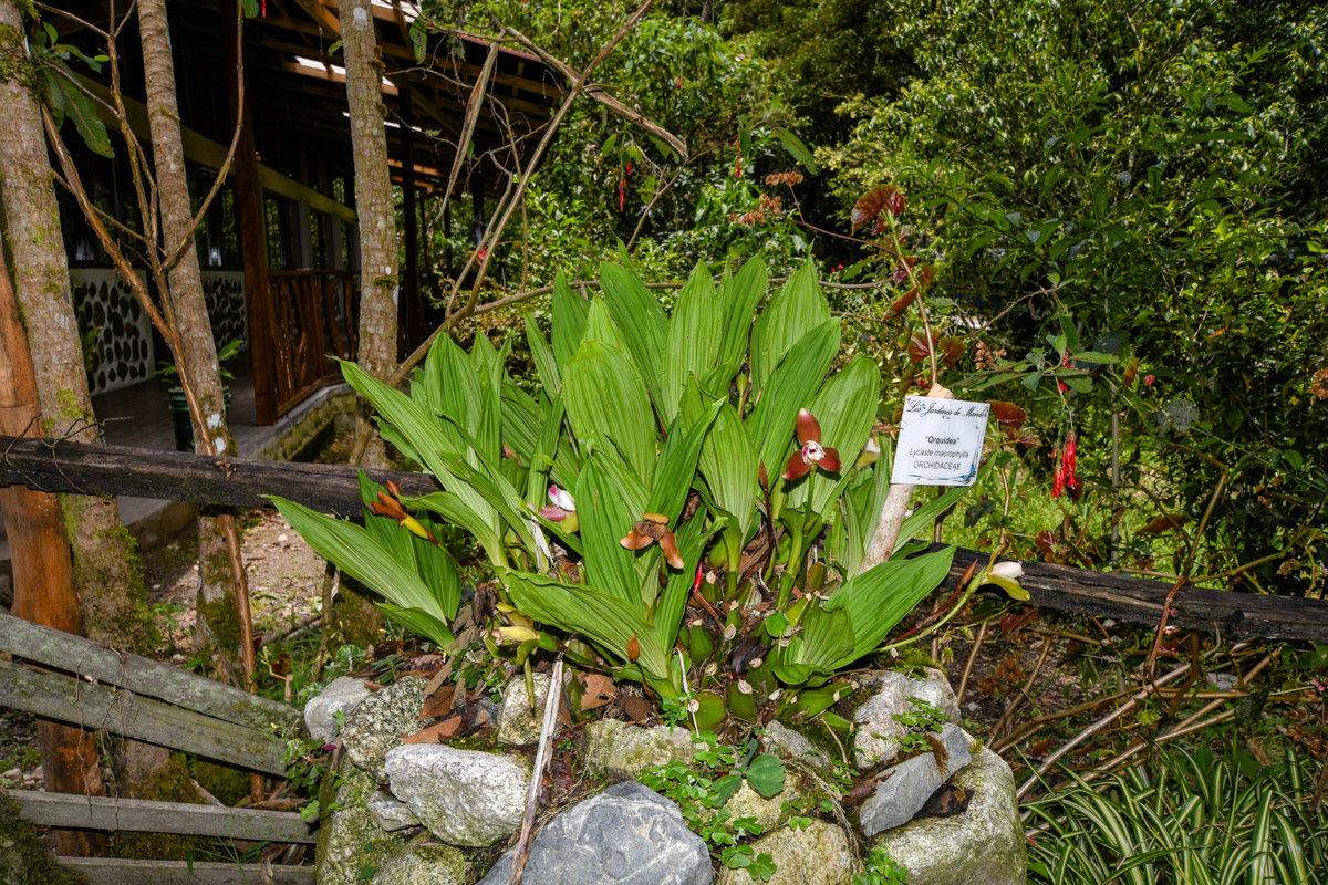 Image of Lycaste macrophylla specimen.