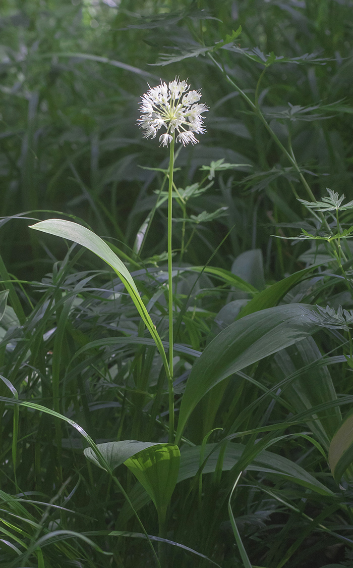 Image of Allium victorialis specimen.