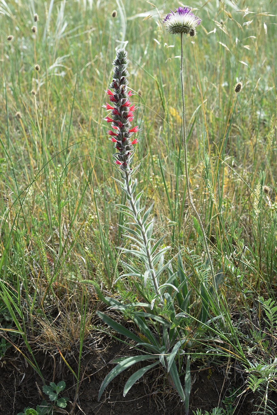 Image of Echium popovii specimen.