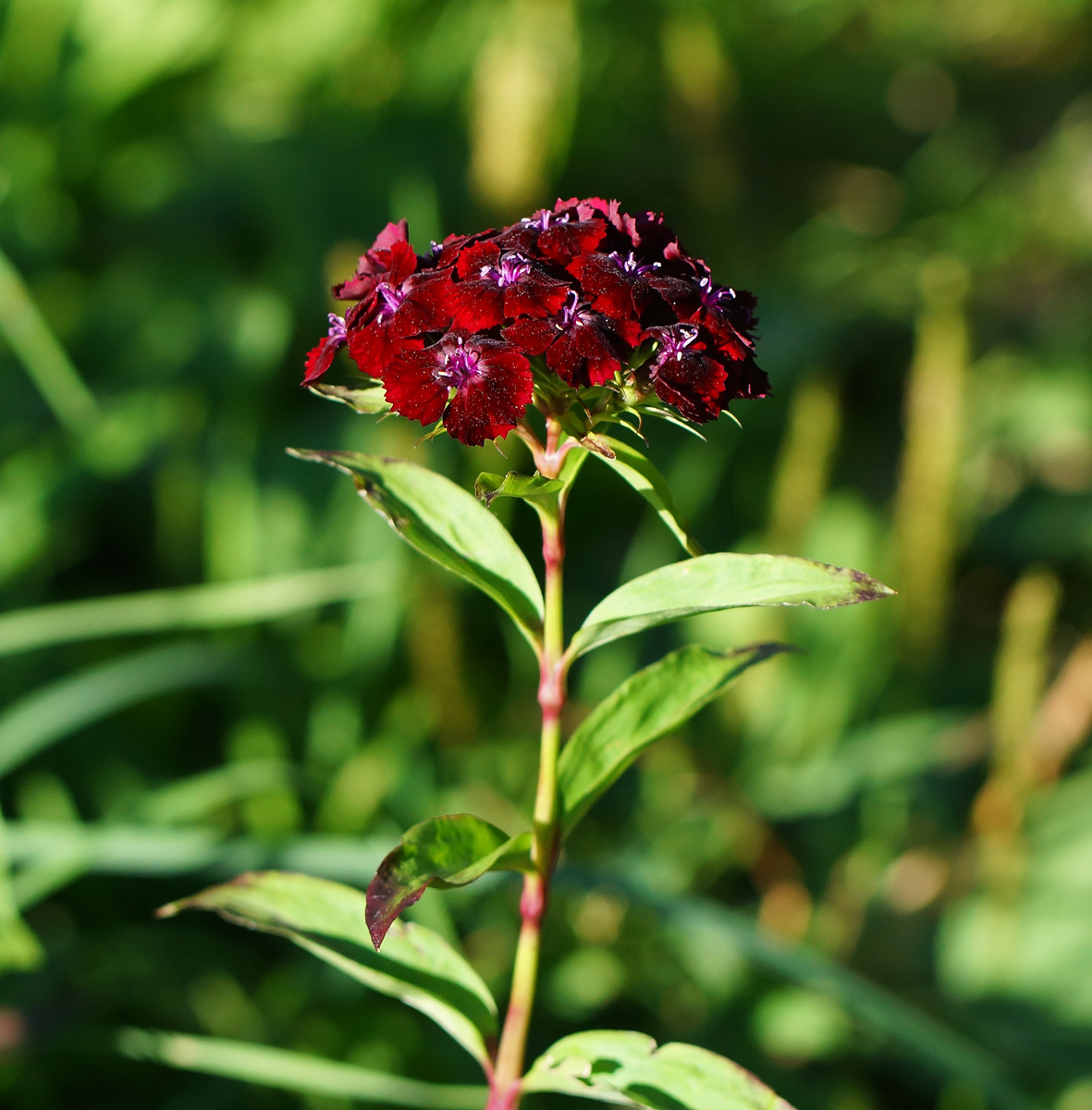 Image of Dianthus barbatus specimen.