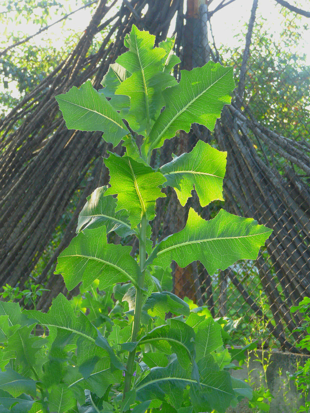 Image of Lactuca serriola specimen.