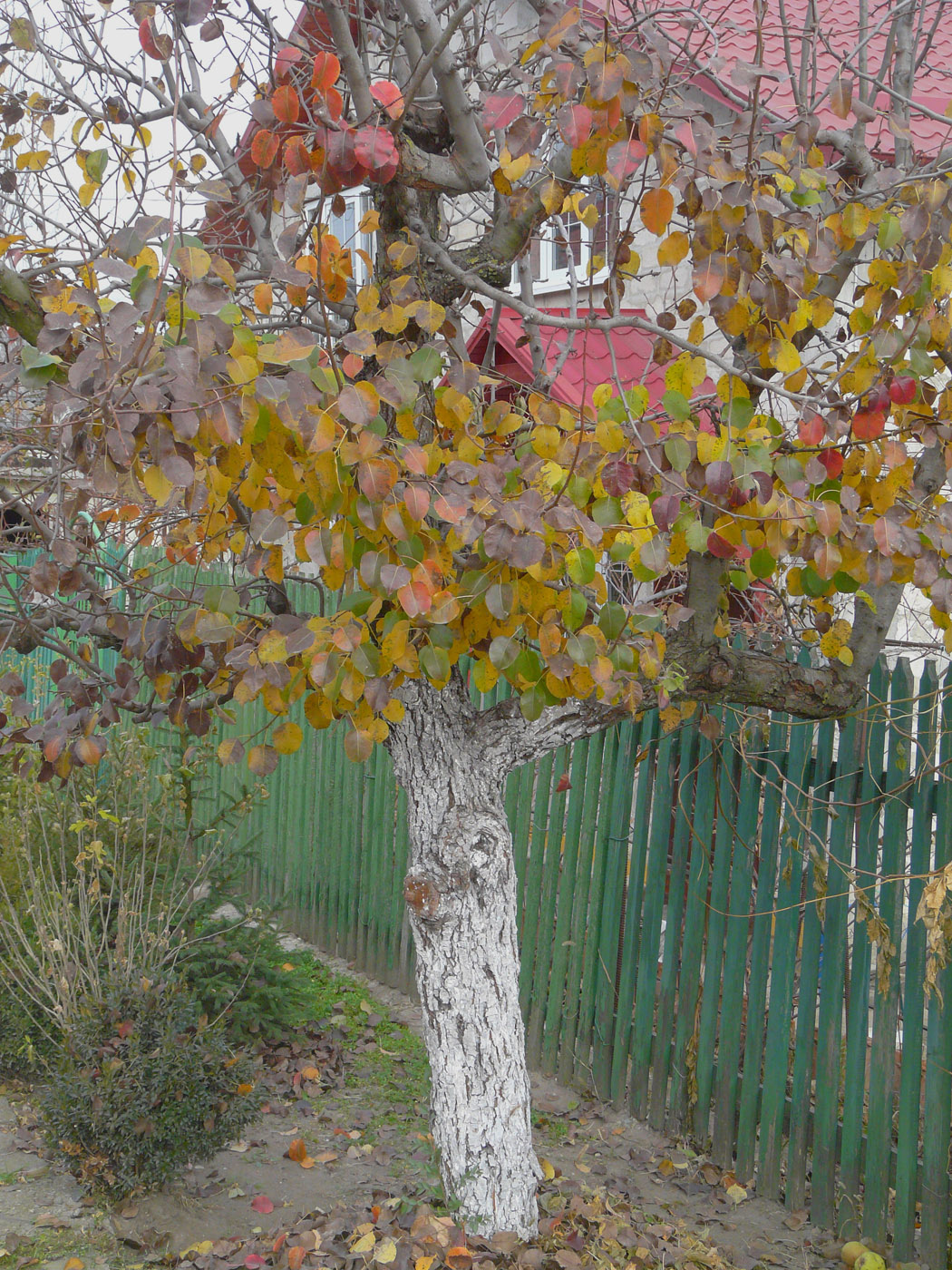 Image of Pyrus communis specimen.