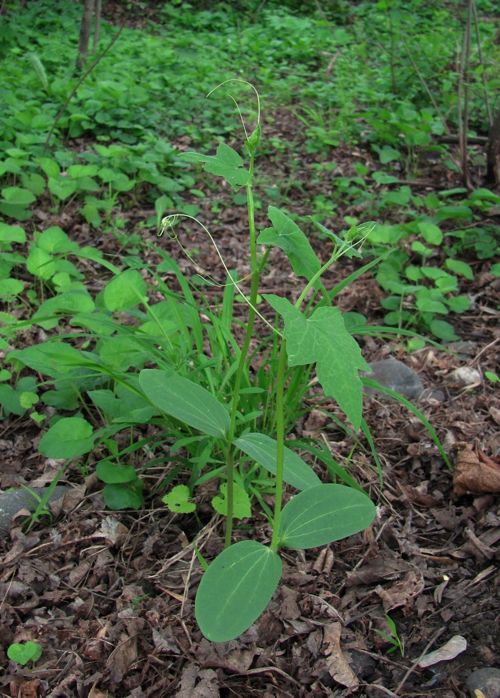 Изображение особи Echinocystis lobata.