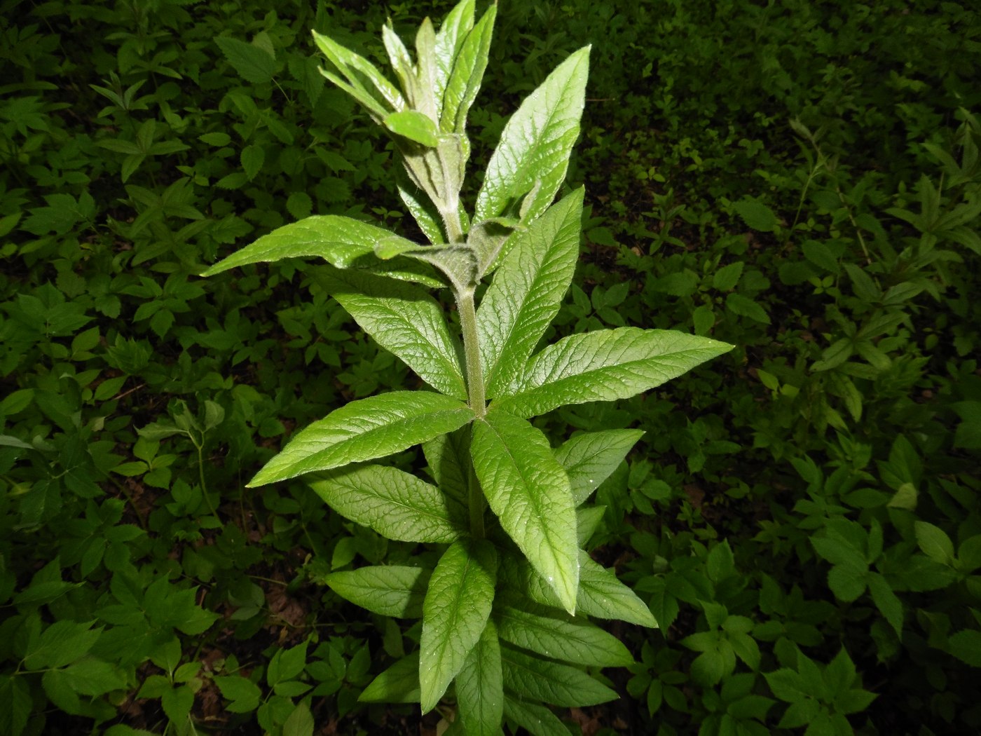 Изображение особи Lysimachia vulgaris.