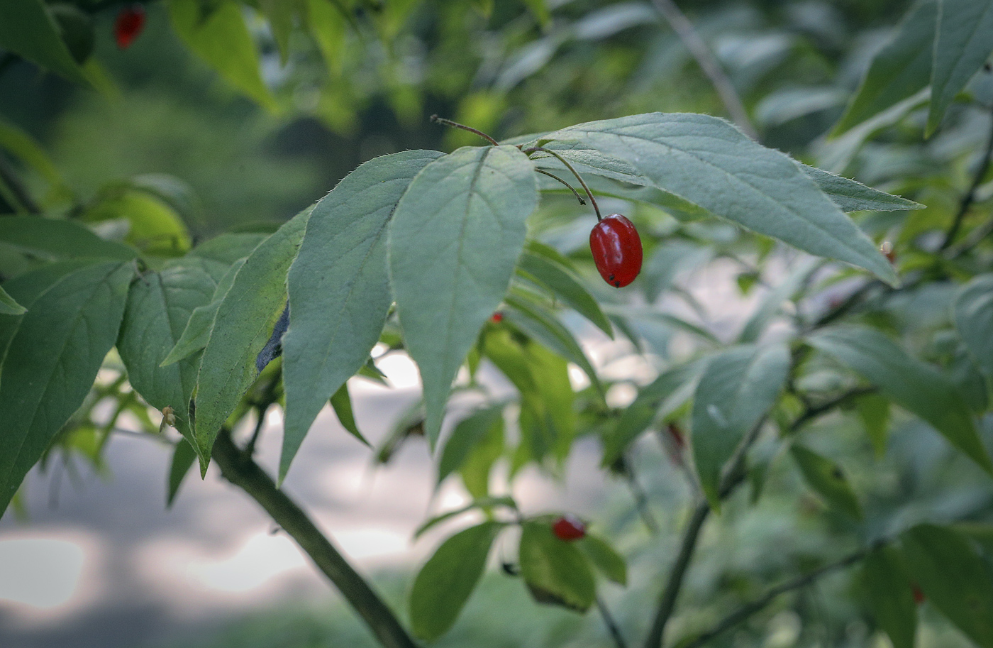 Изображение особи Lonicera maximowiczii.