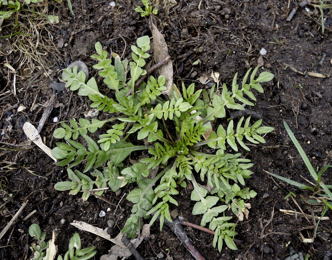 Изображение особи Capsella bursa-pastoris.