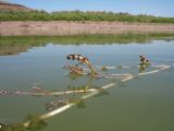 Potamogeton perfoliatus