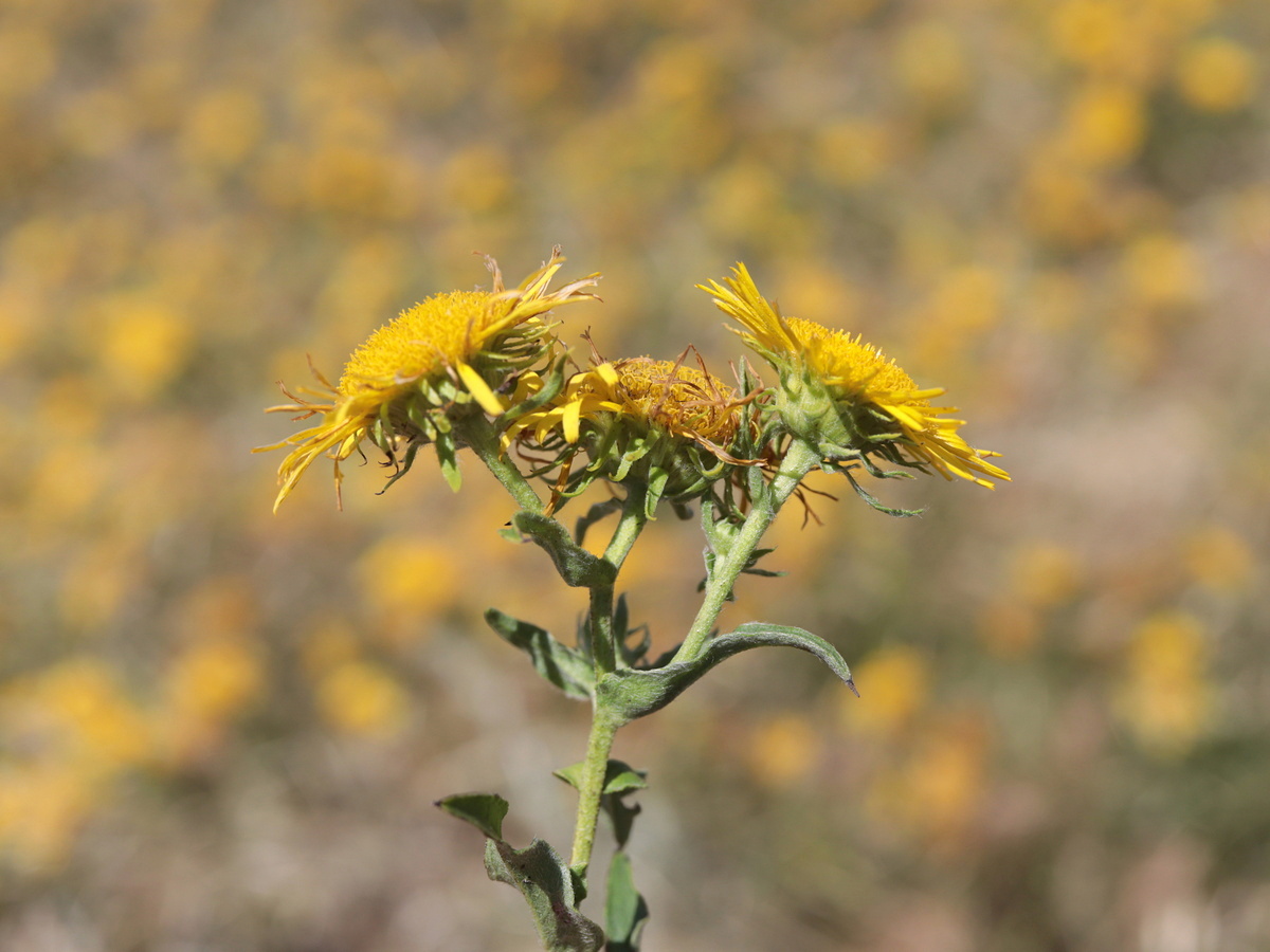 Изображение особи Inula britannica.