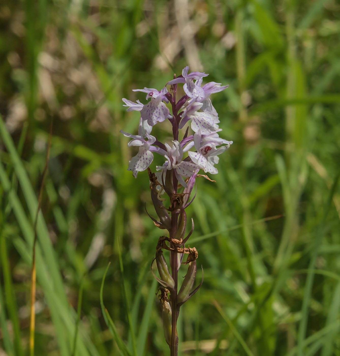 Image of Dactylorhiza maculata specimen.