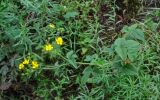 Potentilla cryptotaeniae