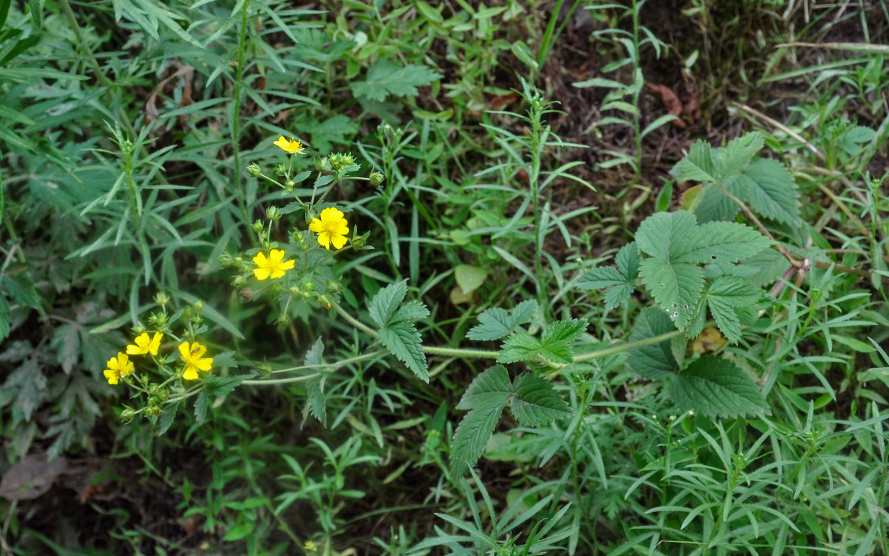 Изображение особи Potentilla cryptotaeniae.