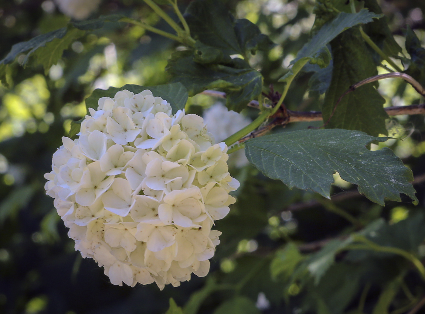 Image of Viburnum opulus f. roseum specimen.