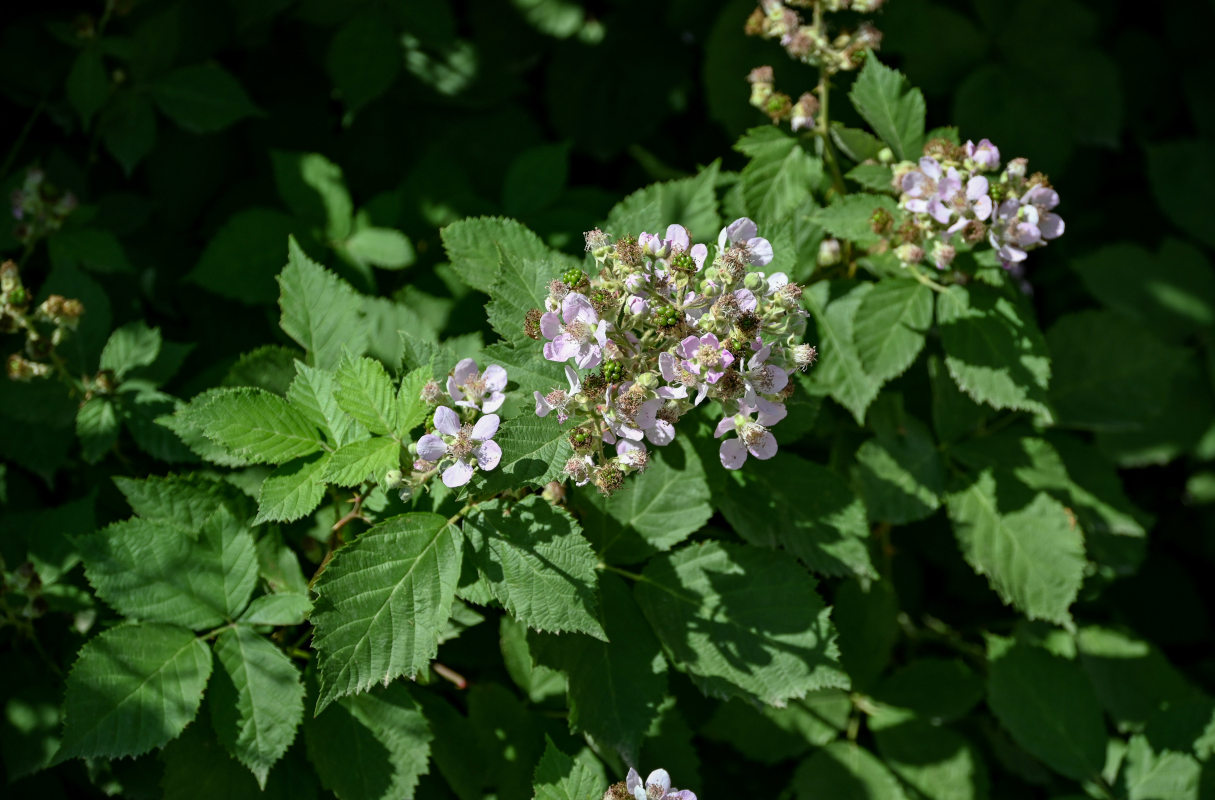 Изображение особи Rubus sanctus.