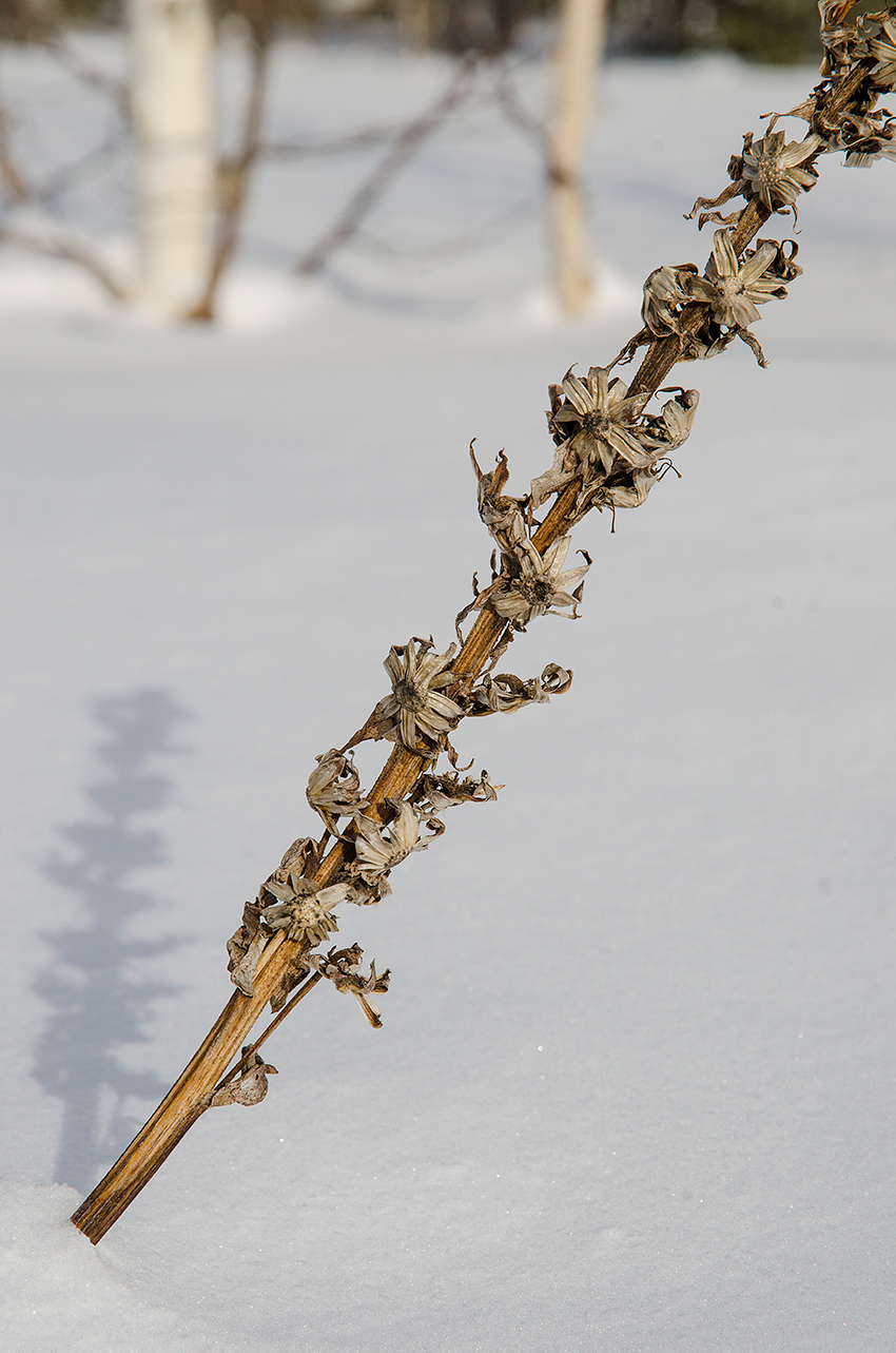 Image of Solidago virgaurea specimen.