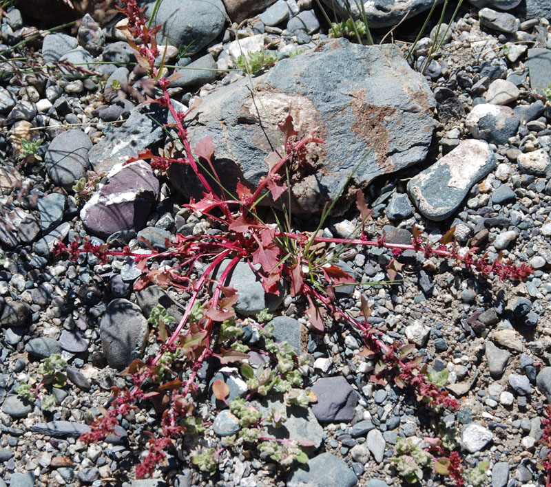 Image of Blitum virgatum specimen.