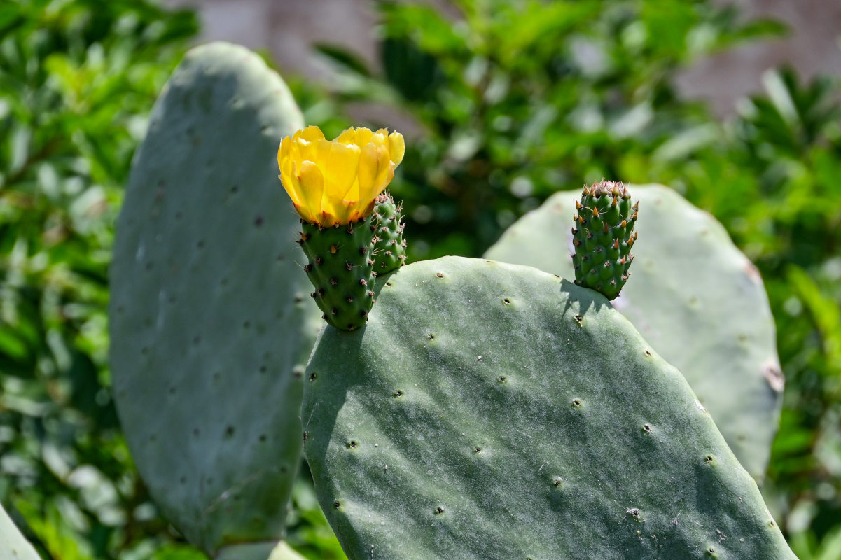 Изображение особи Opuntia ficus-indica.