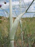 Ferula sibirica