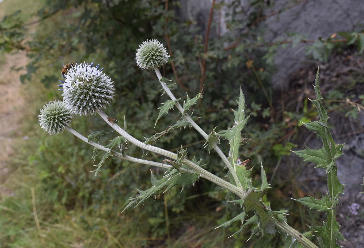 Image of Echinops sphaerocephalus specimen.