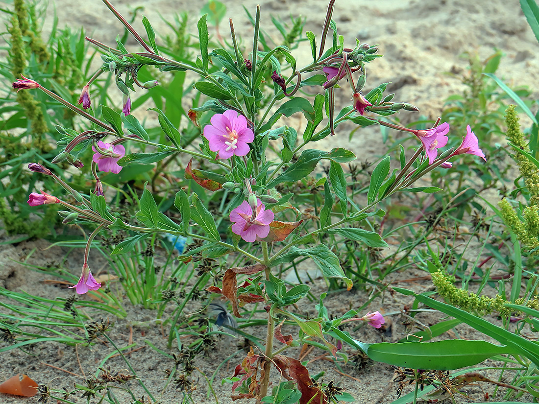 Image of Epilobium hirsutum specimen.