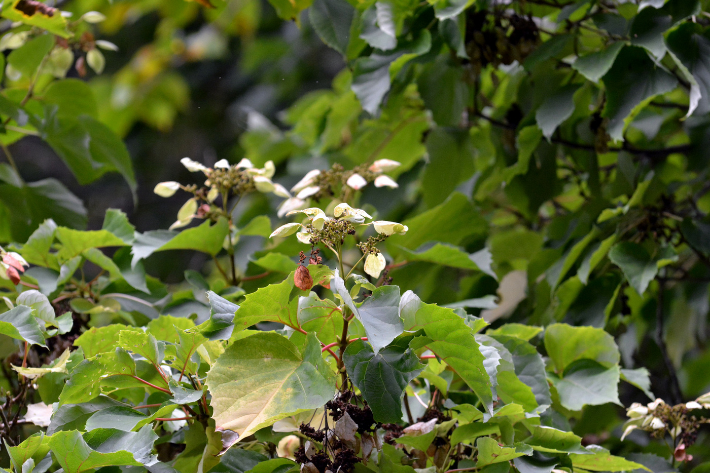 Изображение особи Schizophragma hydrangeoides.