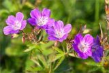 Geranium sylvaticum