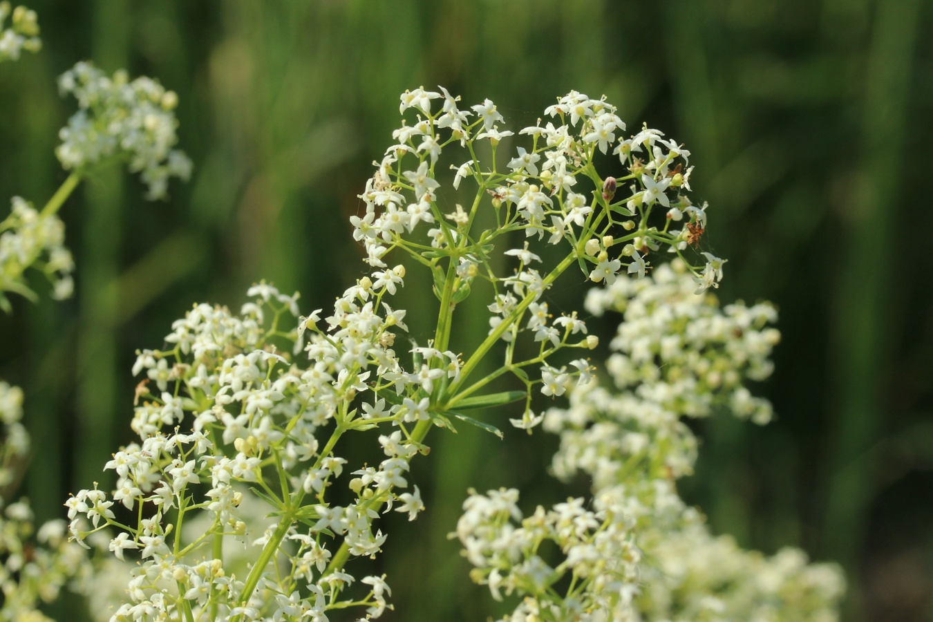 Image of Galium album specimen.