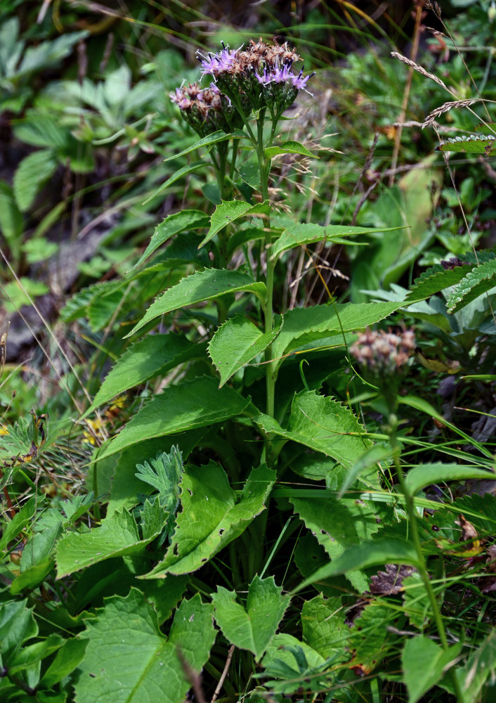 Изображение особи Saussurea riederii.