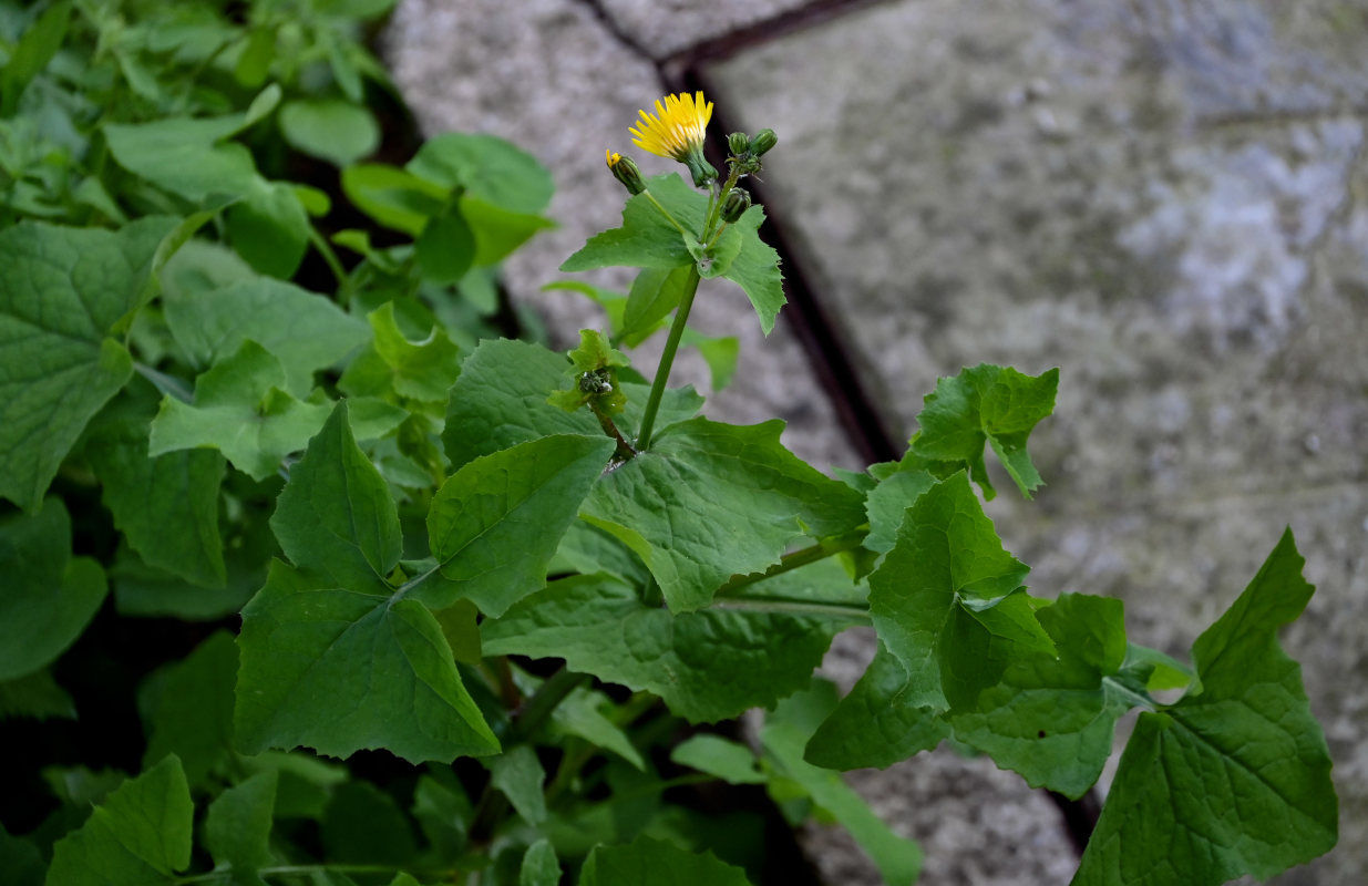 Изображение особи Sonchus oleraceus.