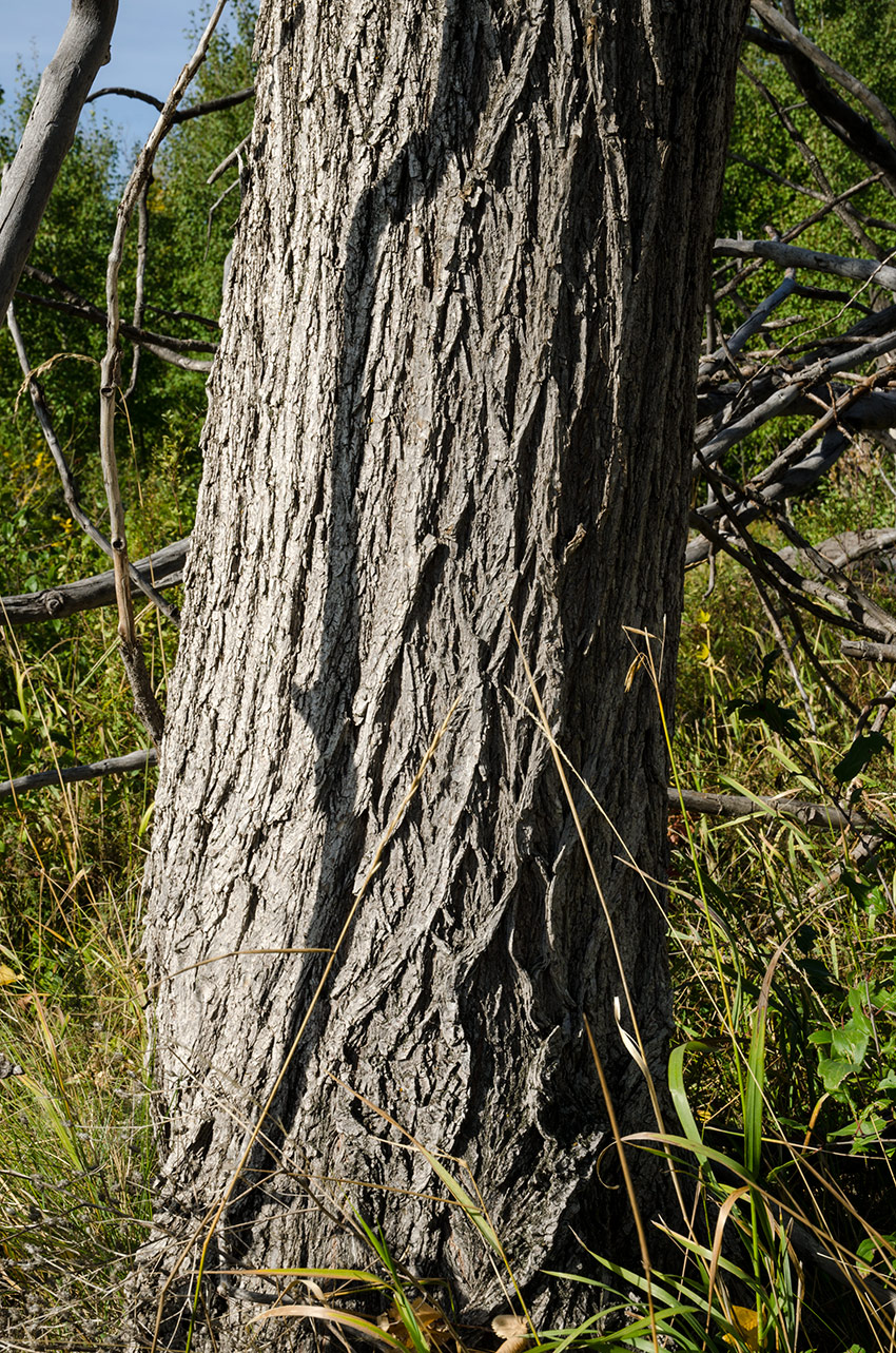 Изображение особи род Ulmus.