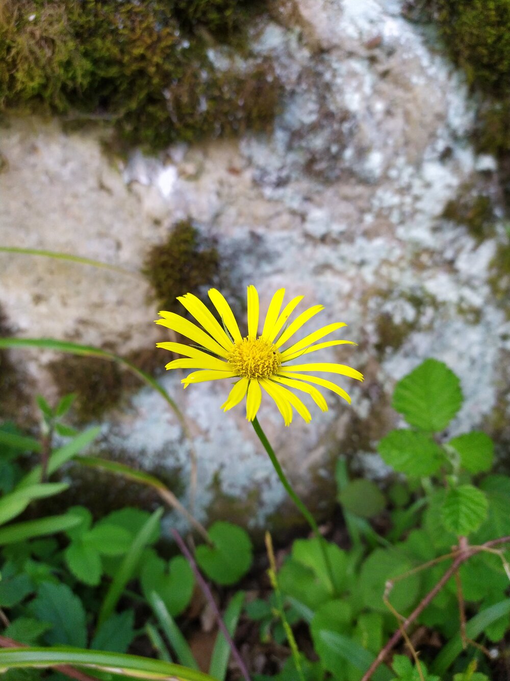 Image of Doronicum orientale specimen.