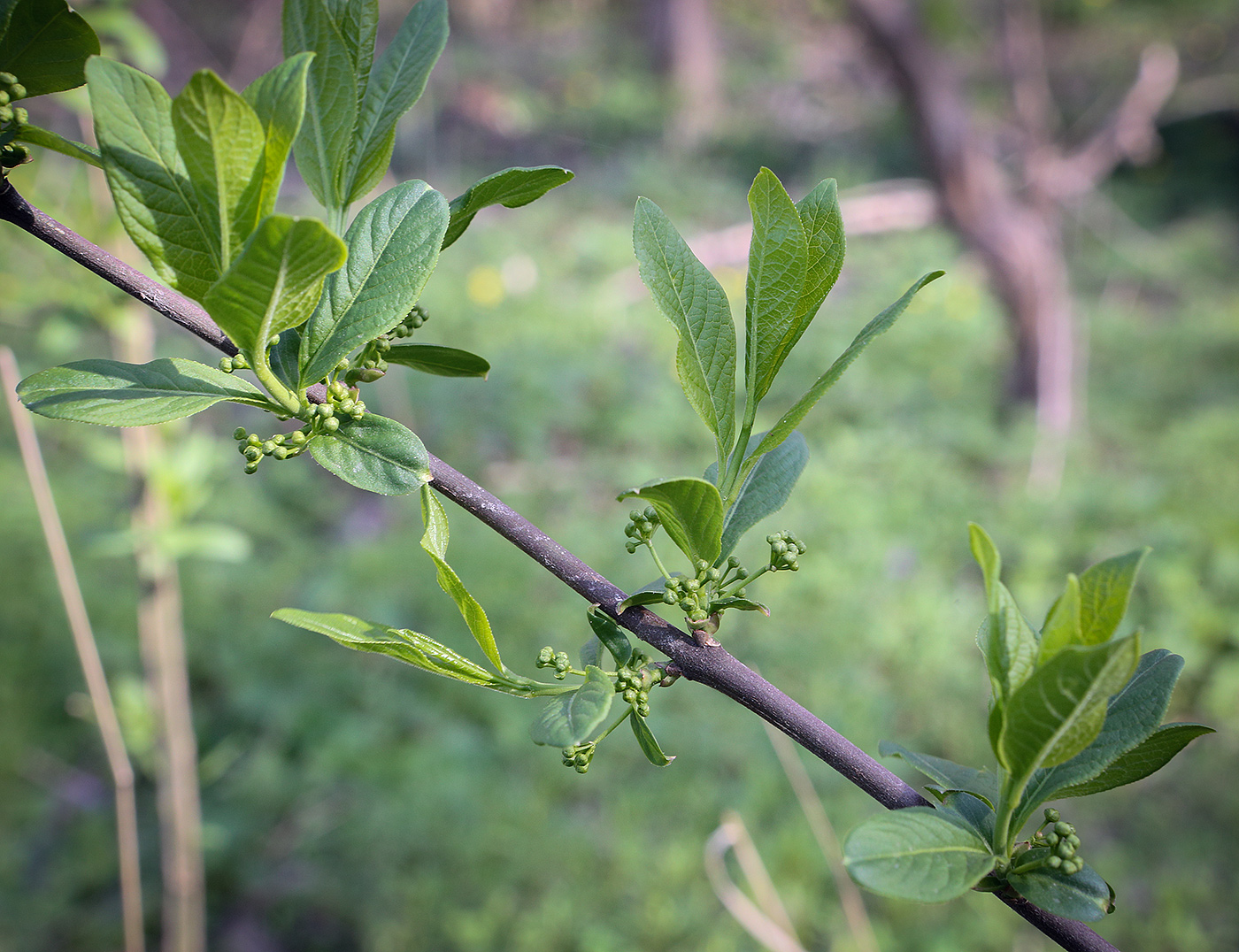 Image of Euonymus europaeus specimen.