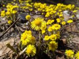 Смотреть изображение Tussilago farfara
