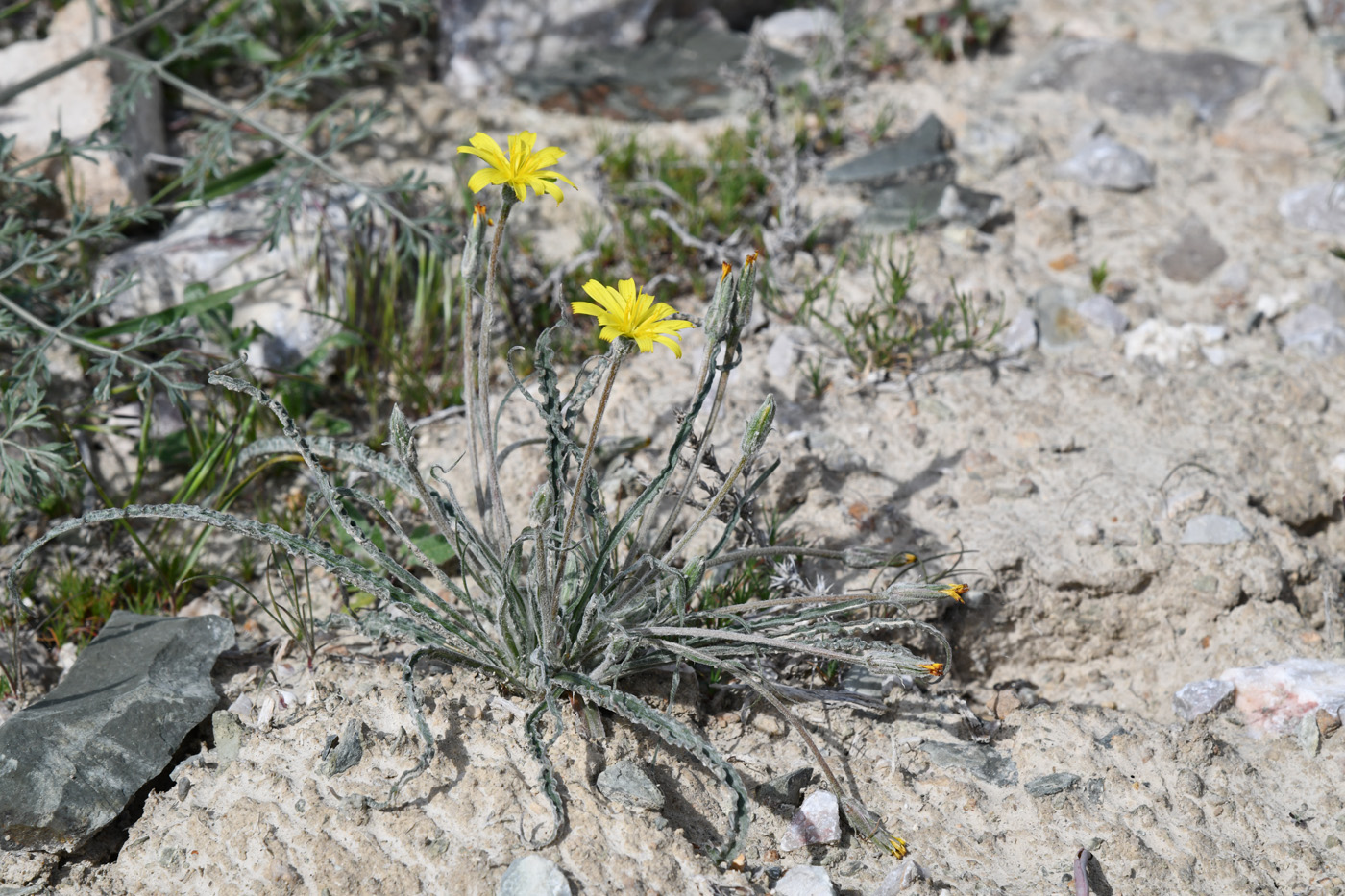 Изображение особи Scorzonera circumflexa.