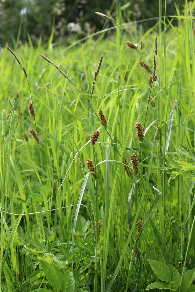 Изображение особи род Carex.