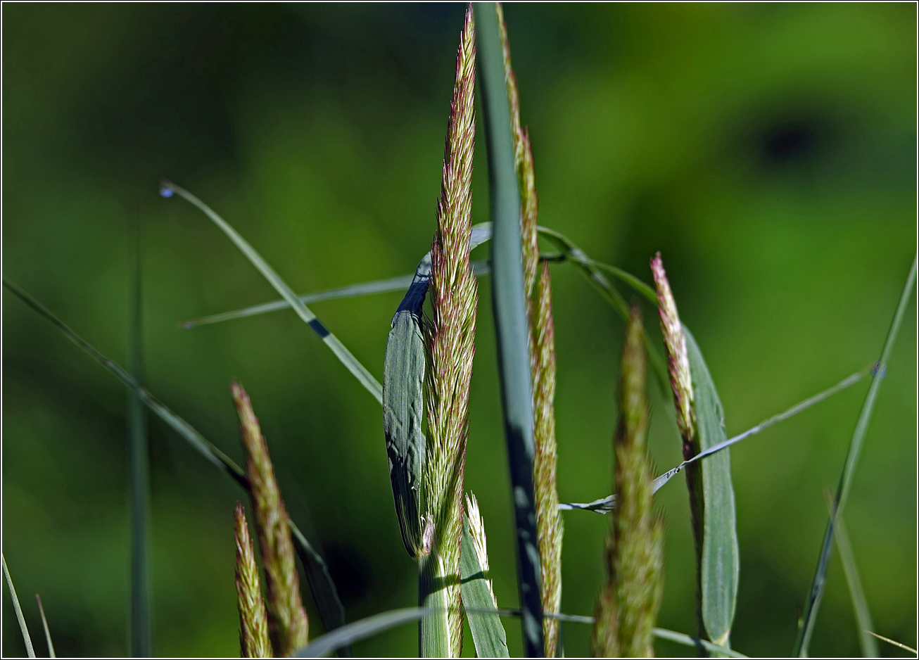 Изображение особи Calamagrostis epigeios.