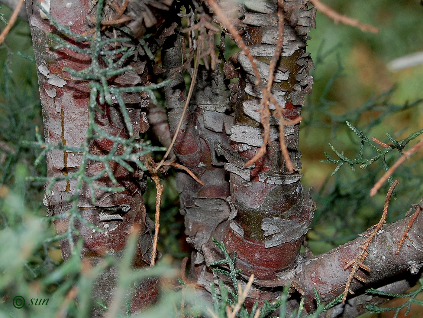 Изображение особи Juniperus virginiana.