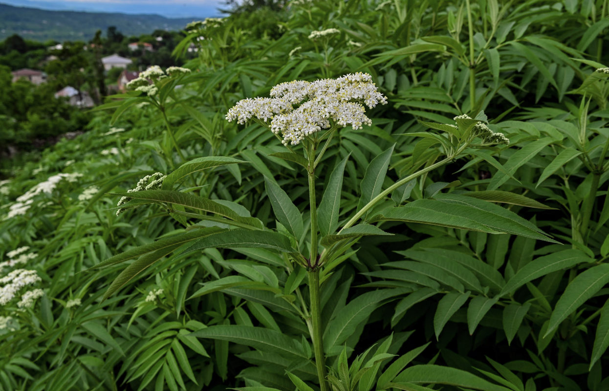 Изображение особи Sambucus ebulus.