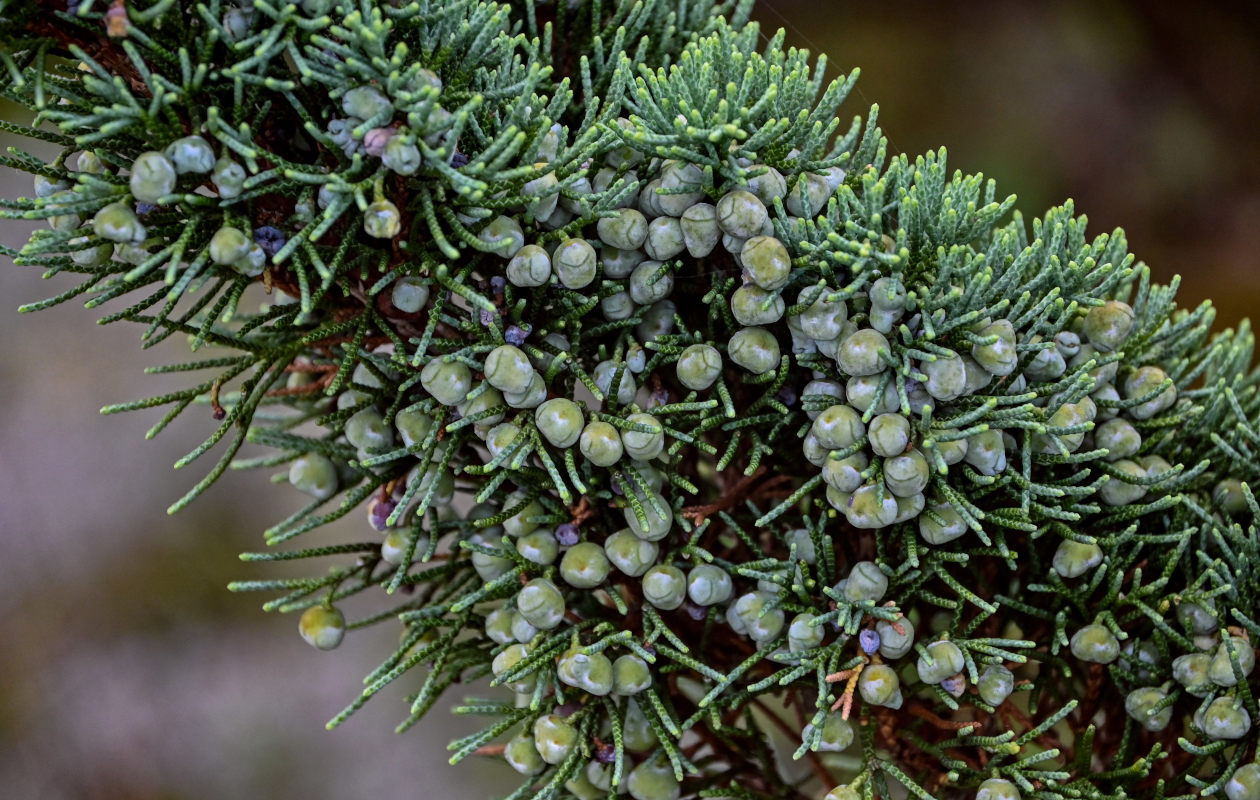 Изображение особи Juniperus sargentii.