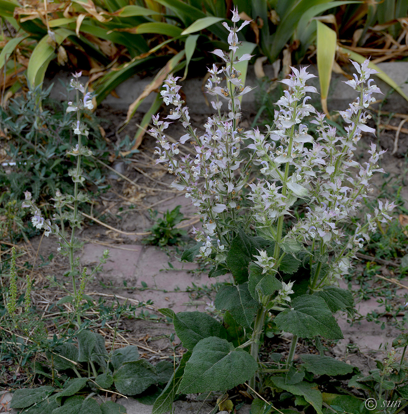 Image of Salvia sclarea specimen.