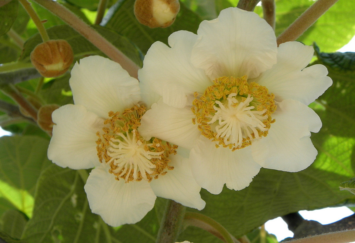 Image of Actinidia chinensis var. deliciosa specimen.