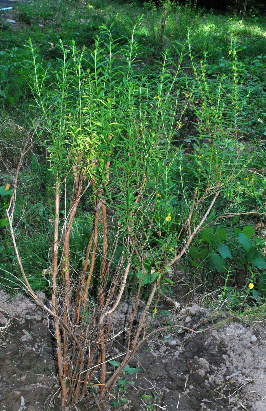 Изображение особи Heimia salicifolia.