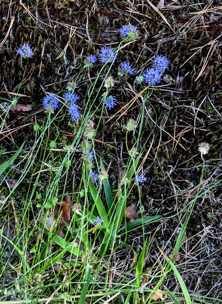 Image of Jasione montana specimen.