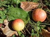 Pyrus ussuriensis. Опавшие созревшие плоды. Хабаровский край, окр. г. Комсомольск-на-Амуре, зарастающий пустырь. 23.09.2024.