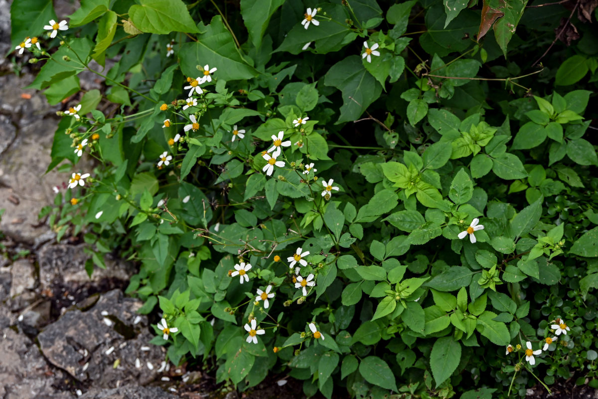 Image of Bidens pilosa specimen.