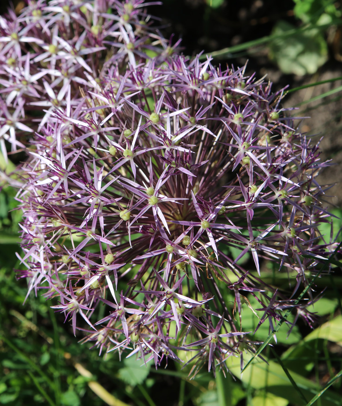 Image of Allium cristophii specimen.