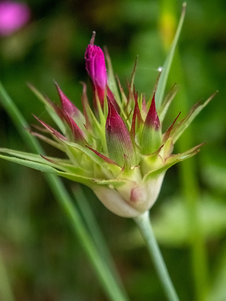 Image of Dianthus capitatus specimen.