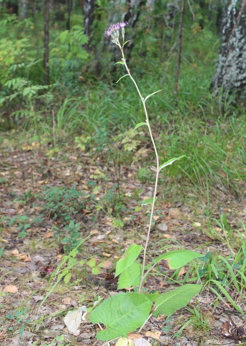 Image of Saussurea controversa specimen.