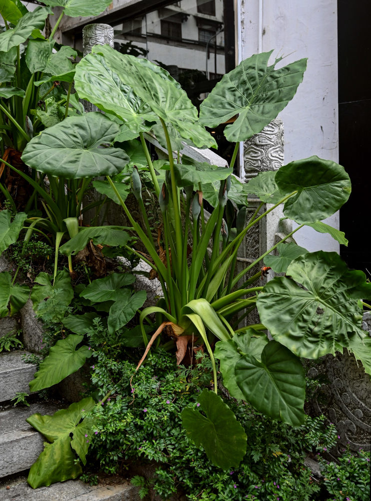 Image of Alocasia macrorrhizos specimen.